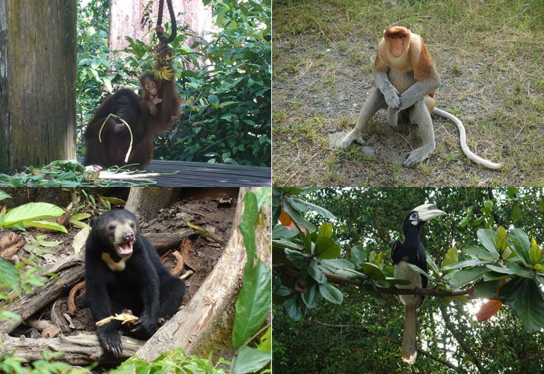 Sepilok - Orang Utan, Nasenaffen & den kleinsten Bären der Welt sehen
