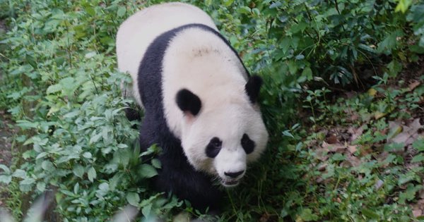 Die Pandabären in Chengdu - Das Highlight unserer Chinareise